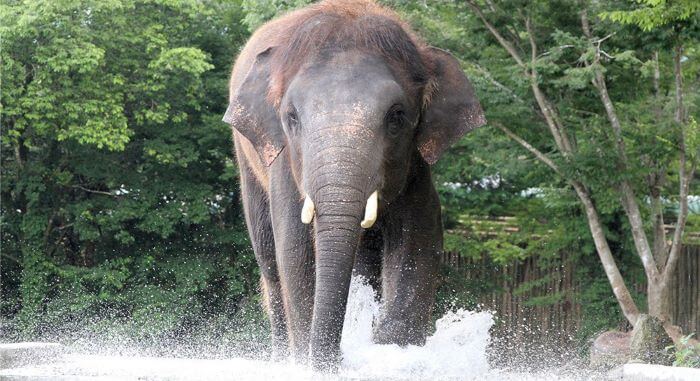 富士サファリパークにいるアジアゾウの画像